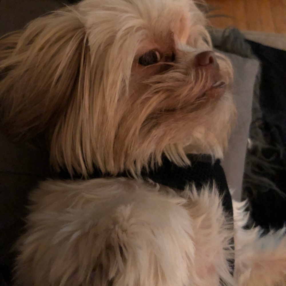 Meet your Posher, Rachel